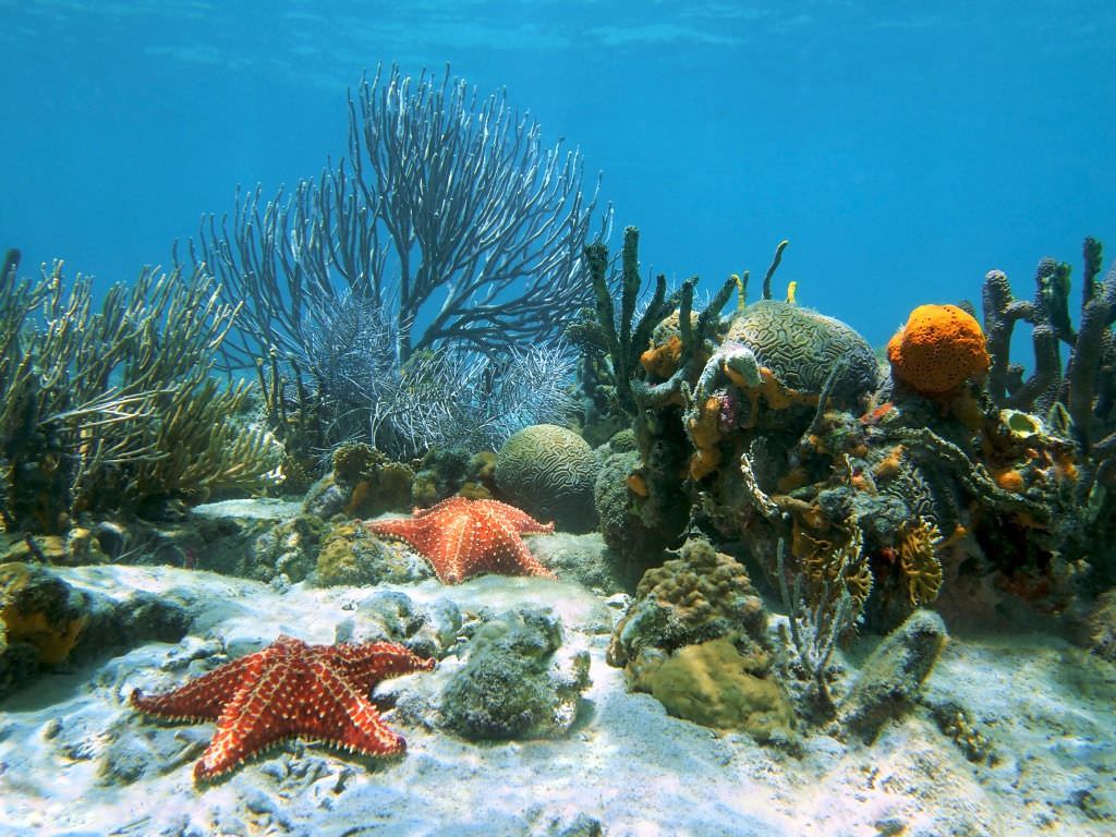 Изменения климата распространяются и на среду обитания морской фауны