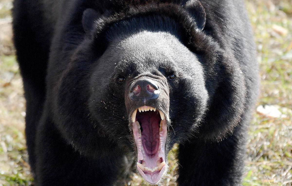 азиатский черный медведь фото медвежонок