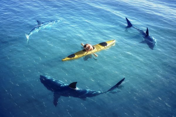 На   полуострове ожидают нашествие акул