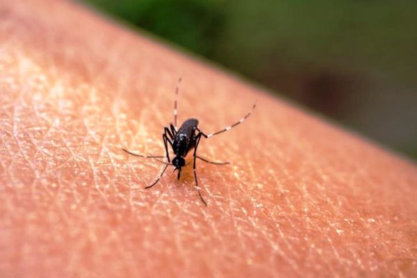 Комариный укус с опасными последствиями